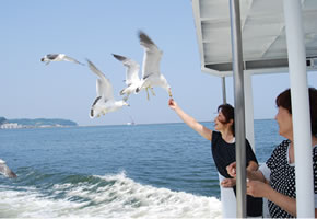 カモメのエサやり